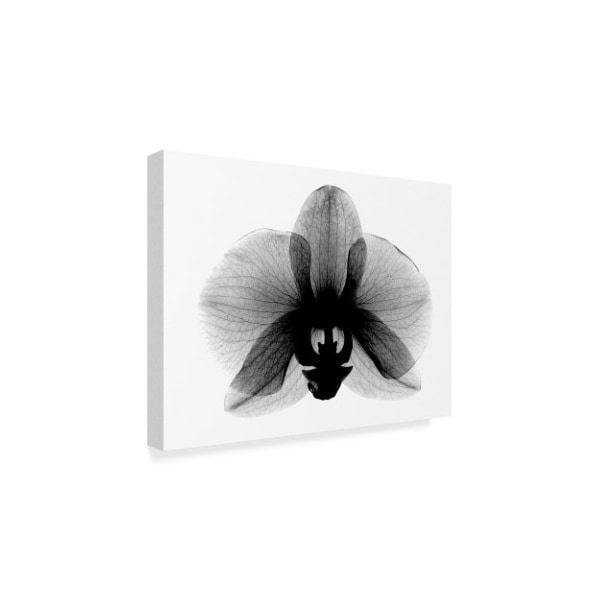 Bert Myers 'Orchid, Small X Ray' Canvas Art,24x32